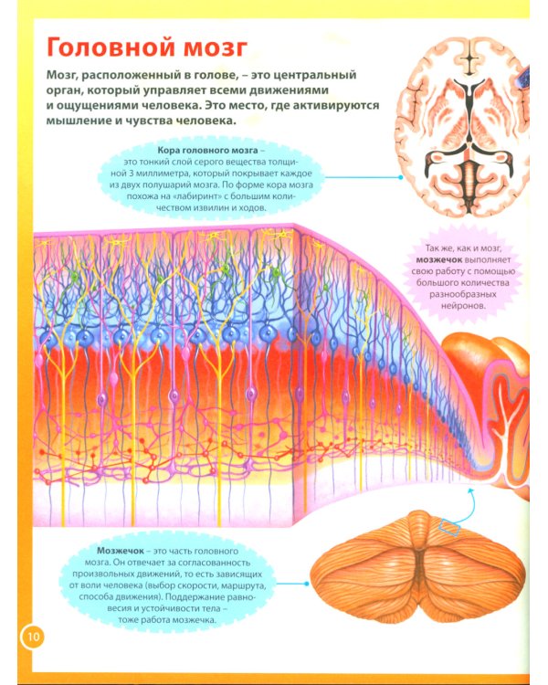 Анатомия человека для детей. Иллюстрированная энциклопедия