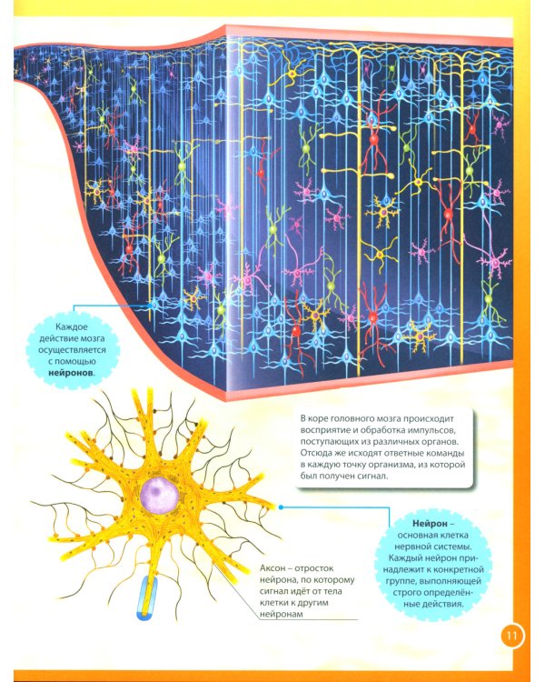 Анатомия человека для детей. Иллюстрированная энциклопедия