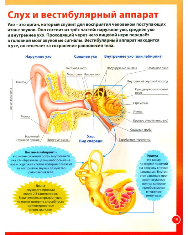 Анатомия человека. Книга для мальчиков и девочек