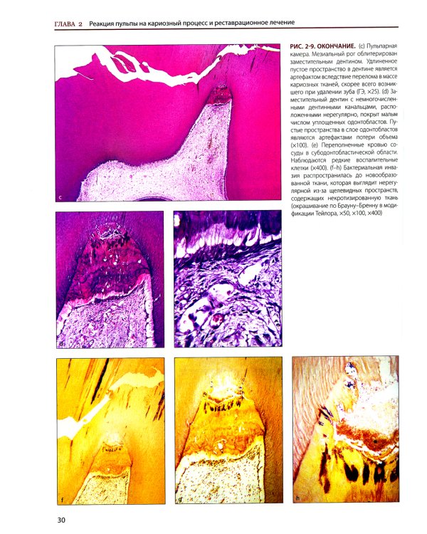 Эндодонтология. Клинико-биологические аспекты