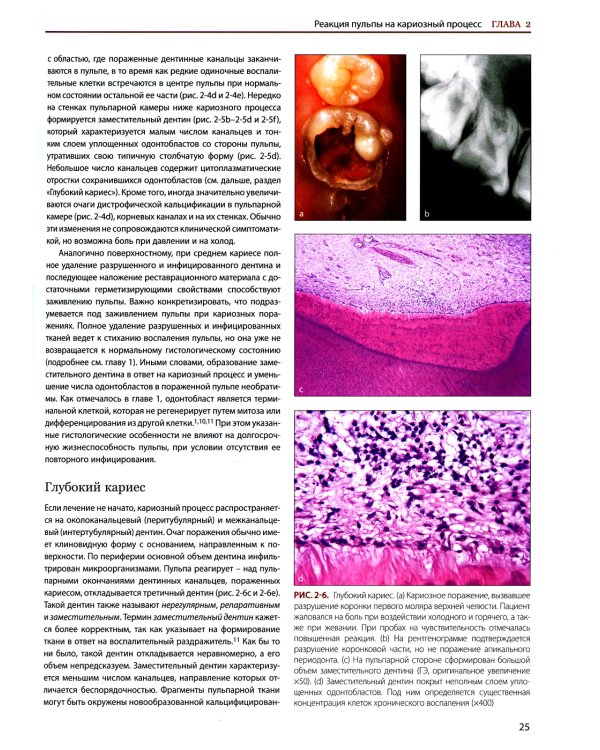 Эндодонтология. Клинико-биологические аспекты