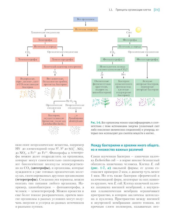 Основы биохимии Ленинджера. В 3 т. Т. 1: Основы биохимии, строение и катализ. 5-е изд., перераб.и доп