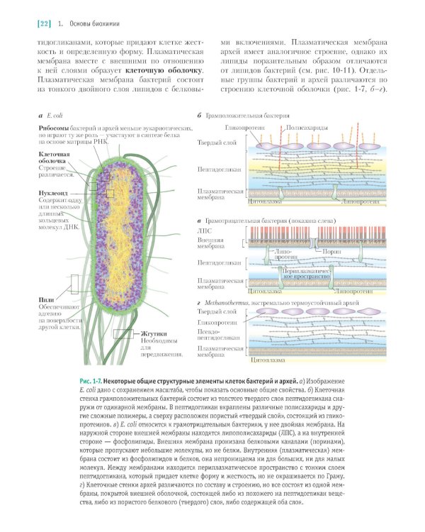 Основы биохимии Ленинджера. В 3 т. Т. 1: Основы биохимии, строение и катализ. 5-е изд., перераб.и доп