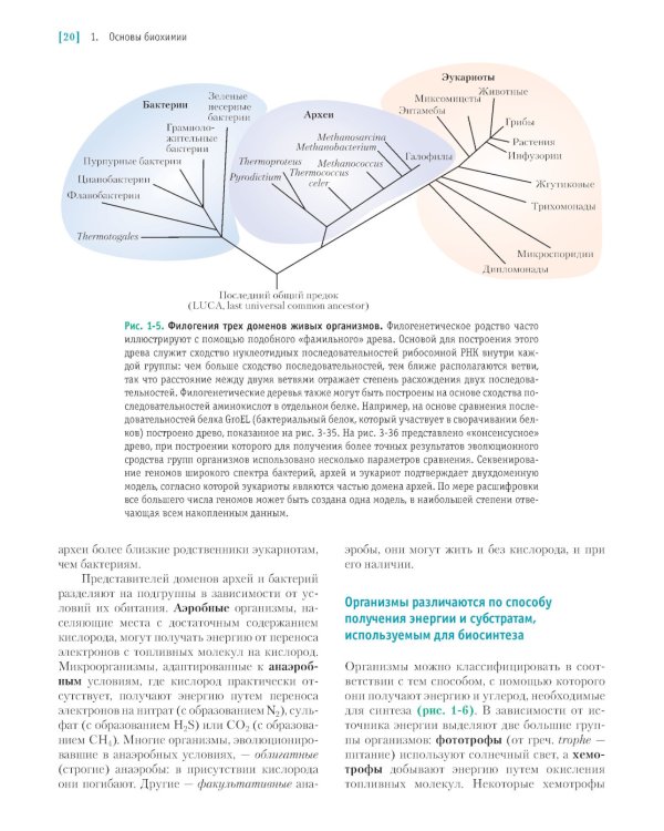 Основы биохимии Ленинджера. В 3 т. Т. 1: Основы биохимии, строение и катализ. 5-е изд., перераб.и доп