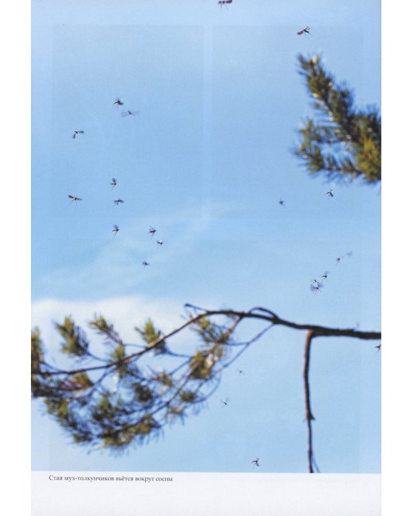 Насекомые лугов, полей и опушек