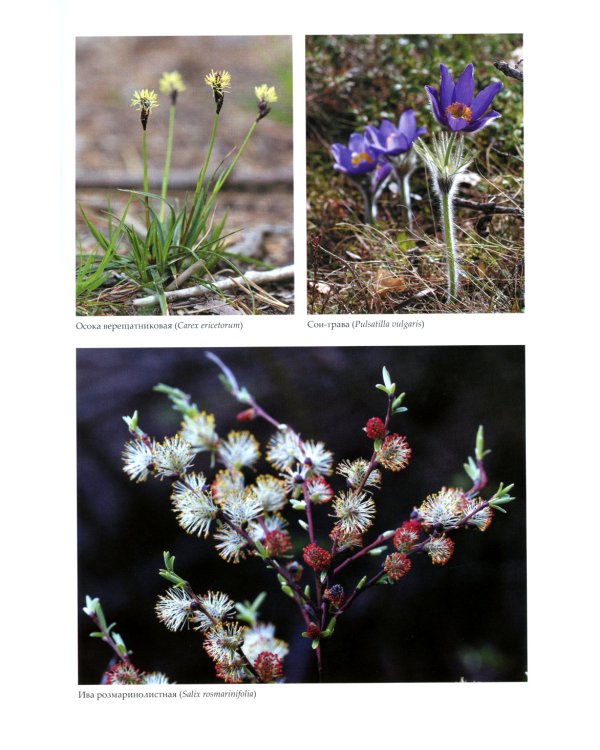 Насекомые лугов, полей и опушек