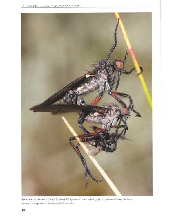 Насекомые лугов, полей и опушек