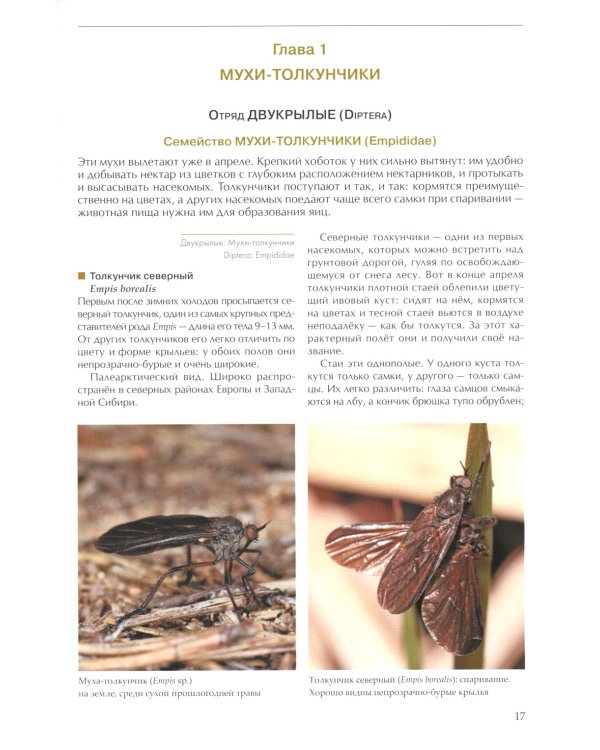 Насекомые лугов, полей и опушек