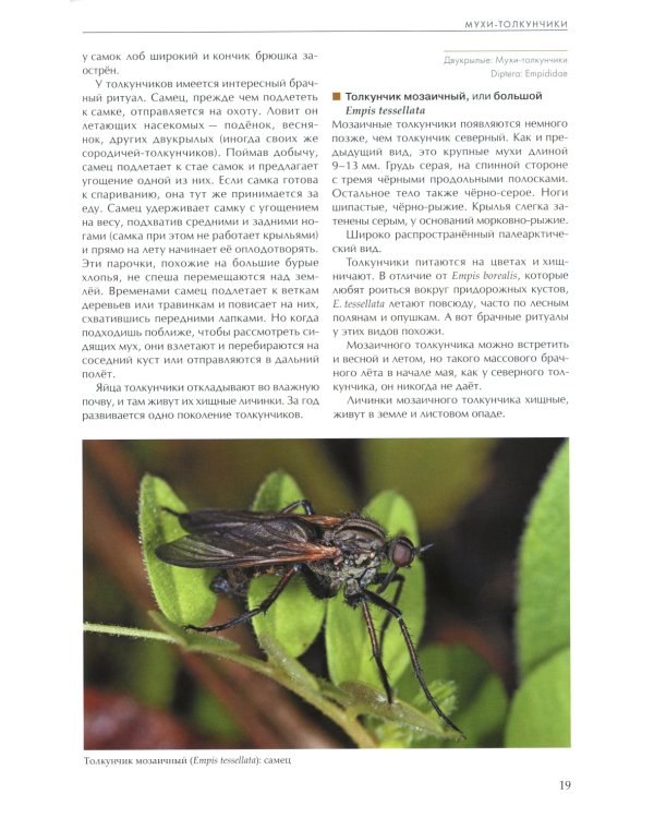 Насекомые лугов, полей и опушек