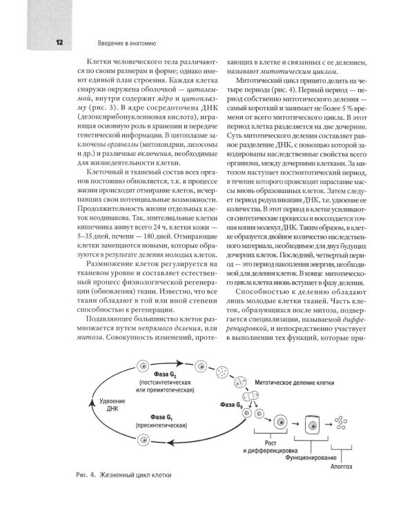 Анатомия человека: Учебник для медицинских вузов. 2-е изд., испр. и доп