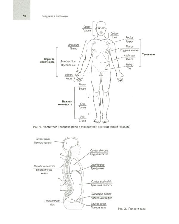 Анатомия человека: Учебник для медицинских вузов. 2-е изд., испр. и доп