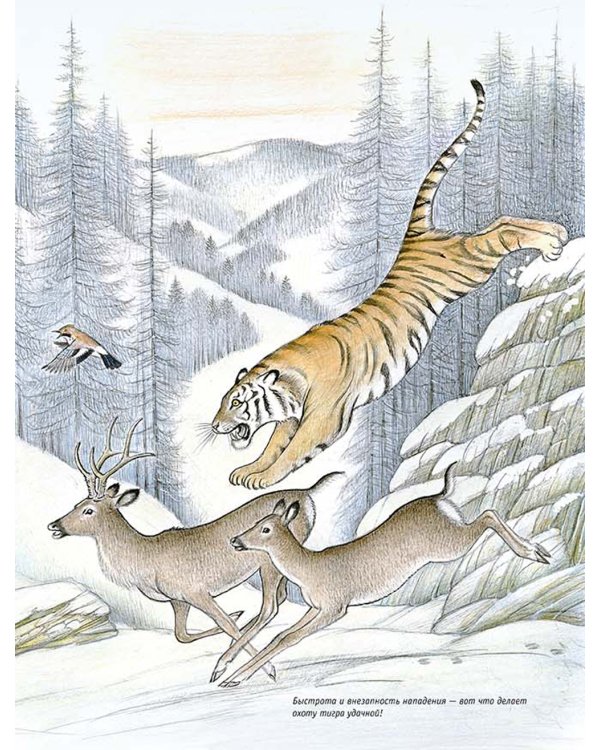 Следы. Жизнь зверей и птиц в картинках и небольших рассказах