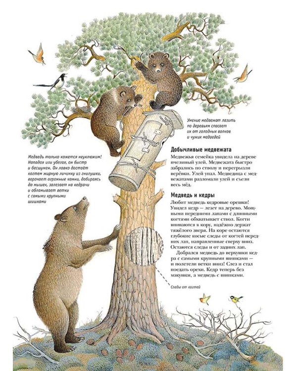 Следы. Жизнь зверей и птиц в картинках и небольших рассказах