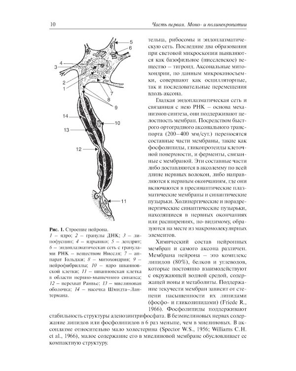 Болезни периферической нервной системы: руководство для врачей. 4-е изд