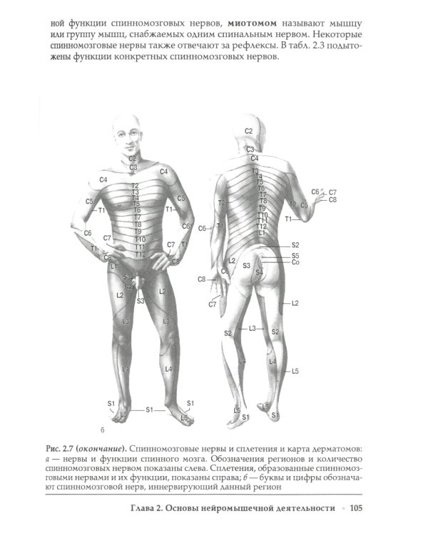 Прикладная кинезиология