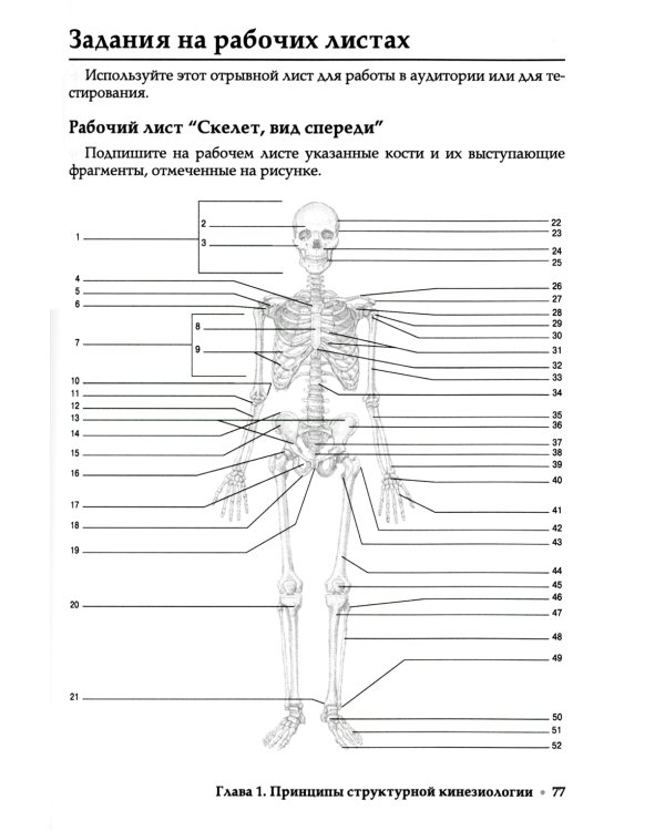 Прикладная кинезиология