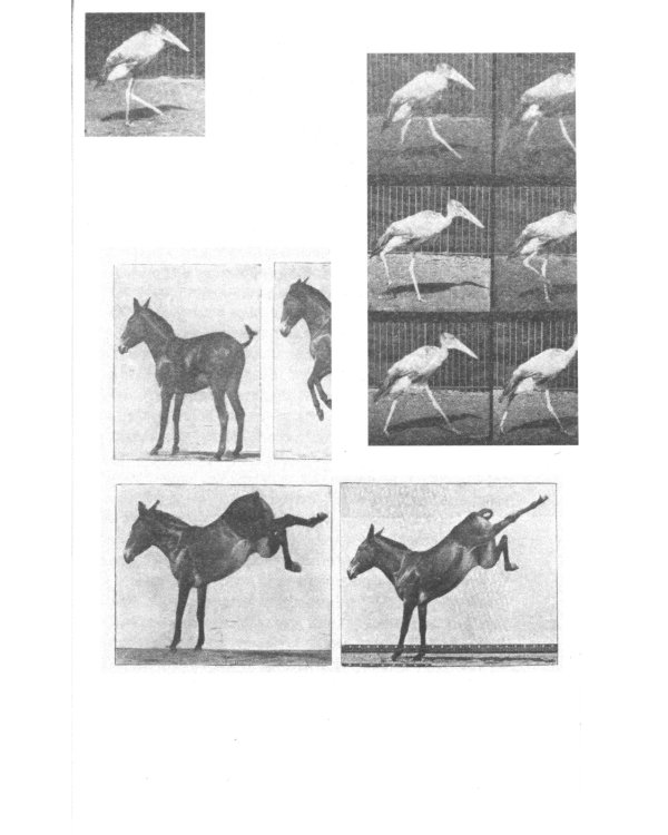 Зачем смотреть на животных? 2-е изд