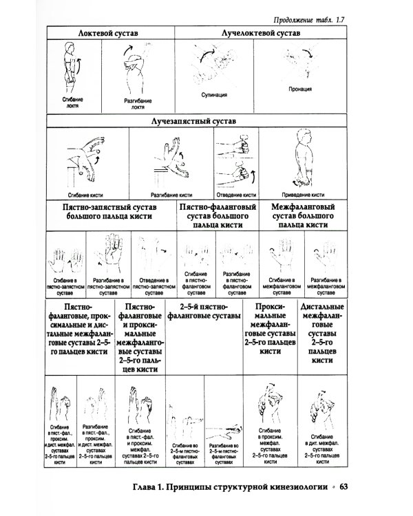 Прикладная кинезиология