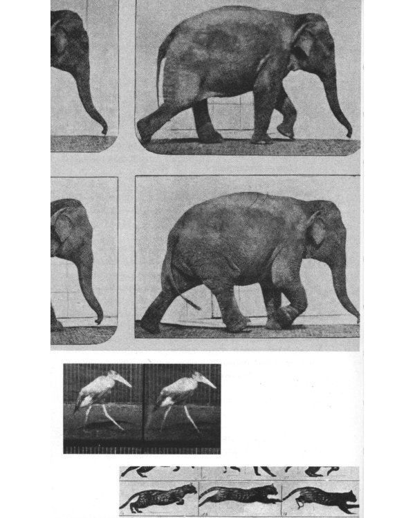 Зачем смотреть на животных? 2-е изд