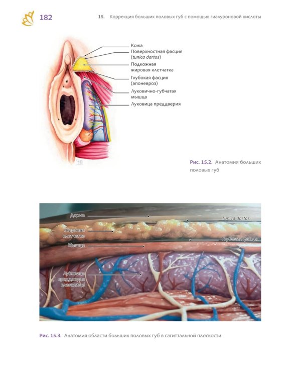 Топографическая лабиопластика. От теории к клинической практике