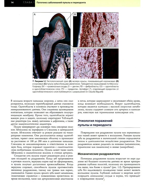 Эндодонтия. Принципы и практика. 6-е изд