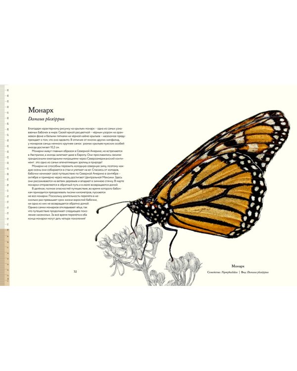 Загадочный мир бабочек. Энциклопедия