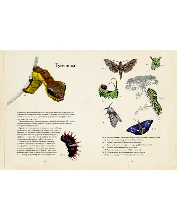 Загадочный мир бабочек. Энциклопедия