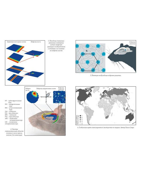 Путеводный нейрон. Как наш мозг решает пространственные задачи