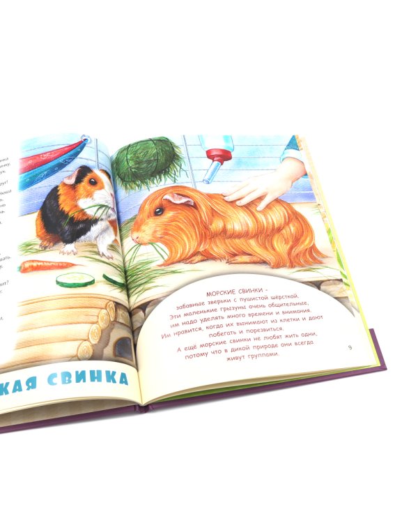 Домашние питомцы