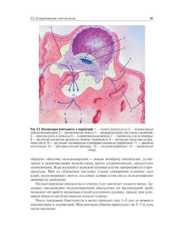 Бесплодный брак: версии и контраверсии. 2-е изд., перераб. и доп