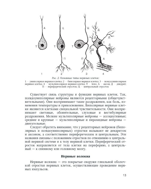 Функциональная анатомия нервной системы: Учебное пособие. 9-е изд., перераб.и доп