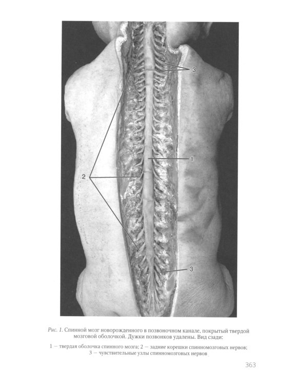 Функциональная анатомия нервной системы: Учебное пособие. 9-е изд., перераб.и доп