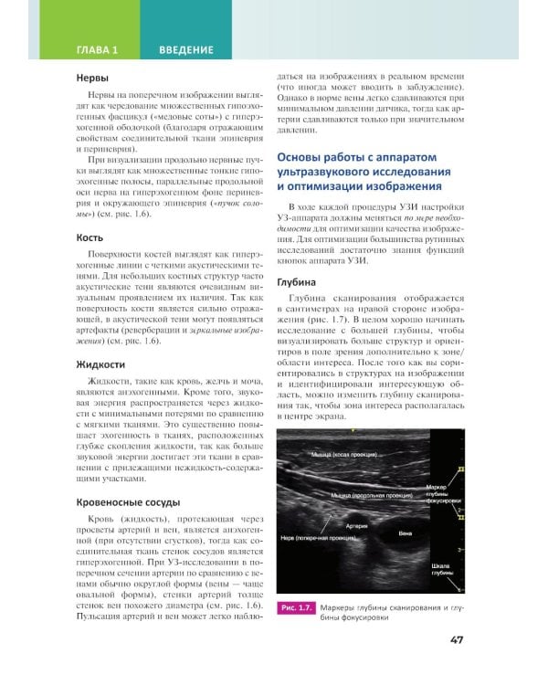 Основы ультразвуковой анатомии