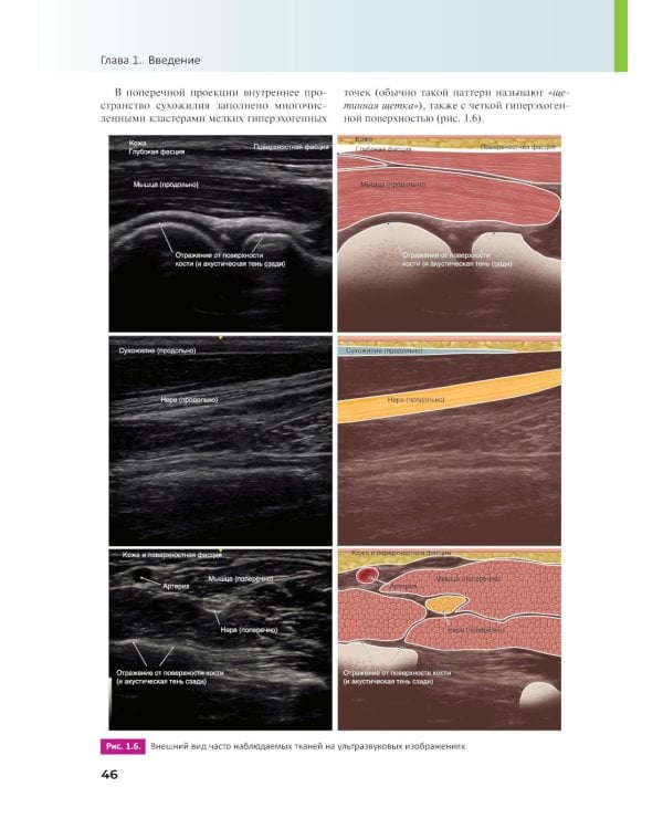 Основы ультразвуковой анатомии