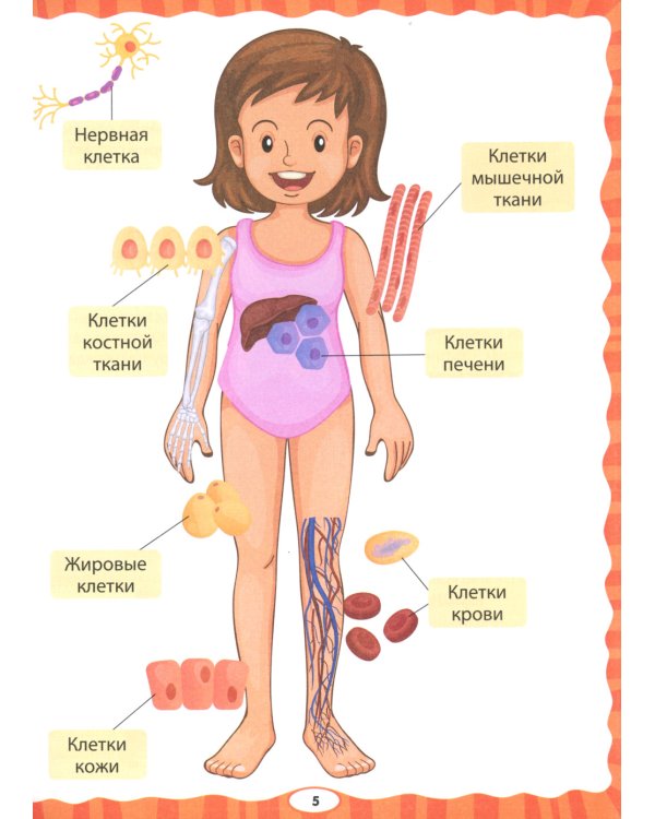 Анатомия для детей. Как устроено твое тело