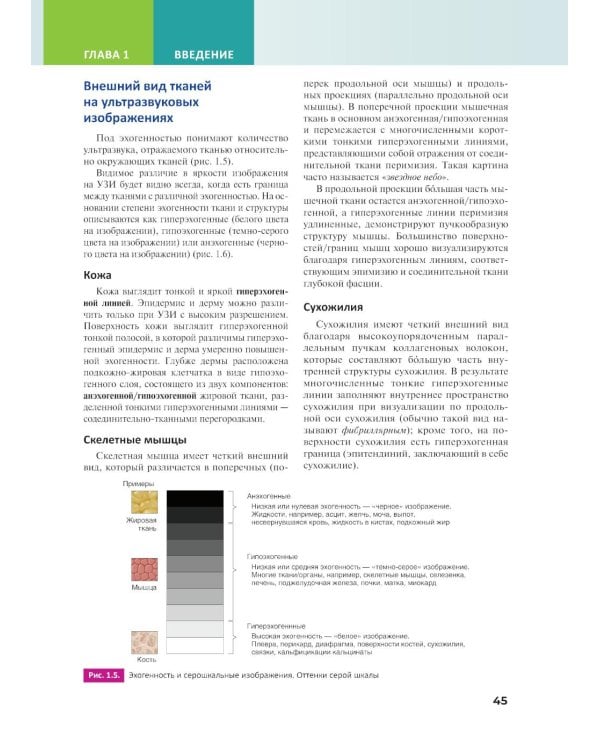 Основы ультразвуковой анатомии