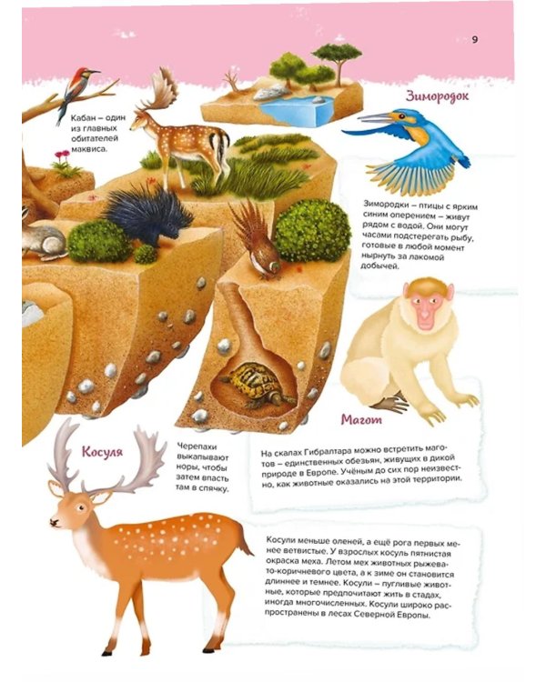 Животные. Мой первый атлас в картинках