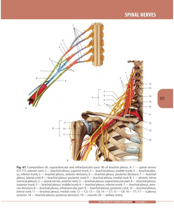 Textbook of Human Anatomy. In 3 v. V. 3: Nervous system. Esthesiology = Анатомия человека. В 3 т. Т. 3: Нервная система. Органы чувств