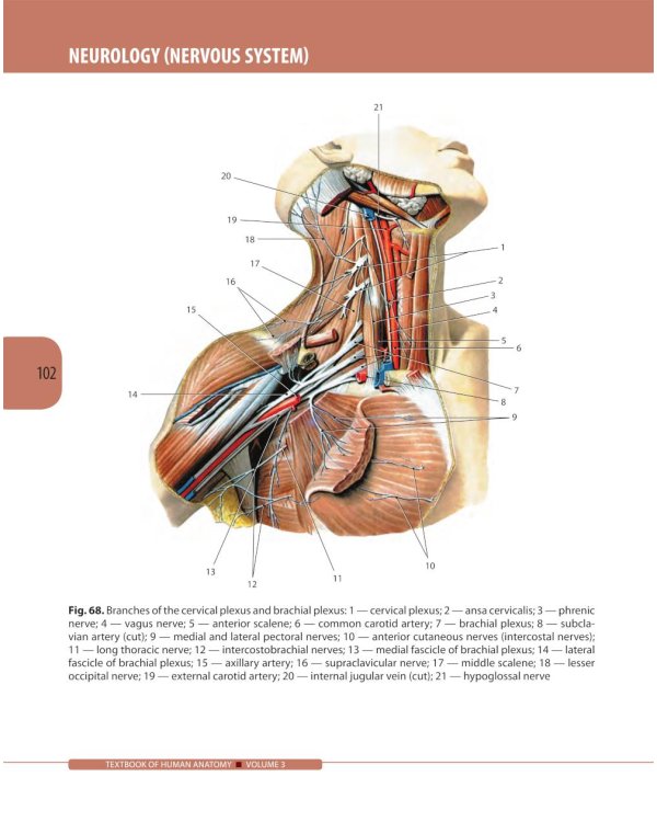 Textbook of Human Anatomy. In 3 v. V. 3: Nervous system. Esthesiology = Анатомия человека. В 3 т. Т. 3: Нервная система. Органы чувств