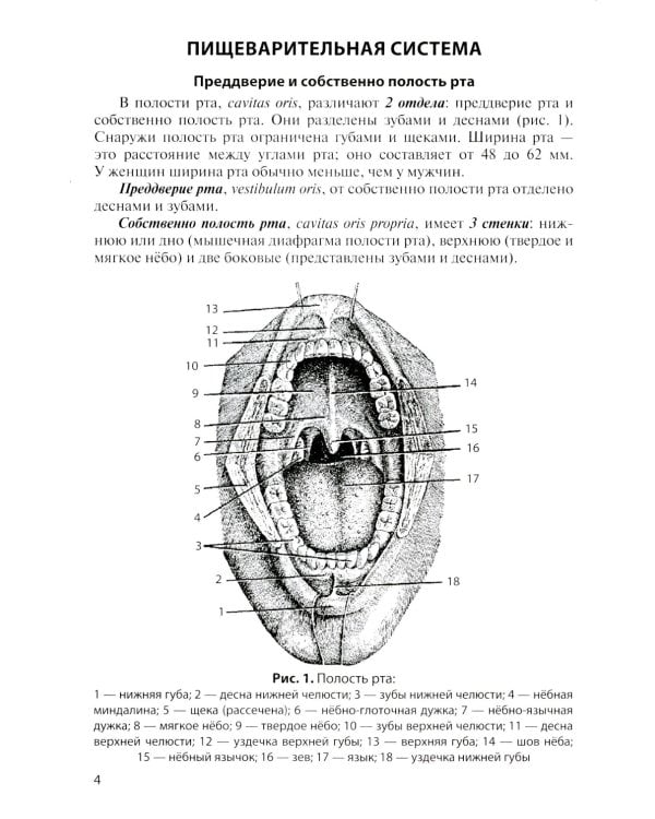 Анатомия внутренних органов в цифрах: Учебное пособие