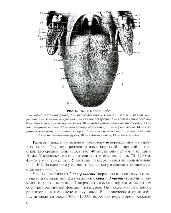 Анатомия внутренних органов в цифрах: Учебное пособие