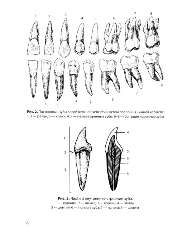 Анатомия внутренних органов в цифрах: Учебное пособие