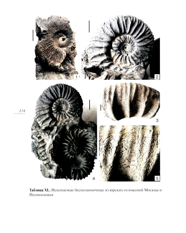 Палеонтология Москвы и Подмосковья: Краеведам и путешественникам