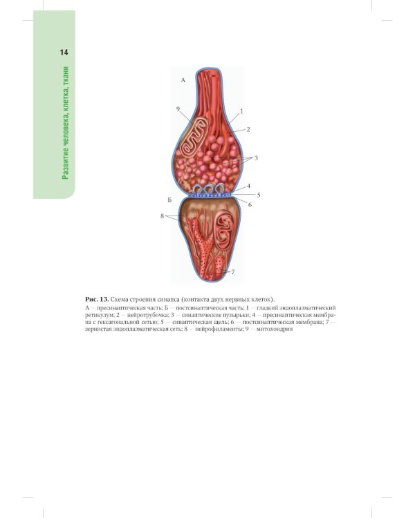 Анатомия человека: атлас: Учебное пособие