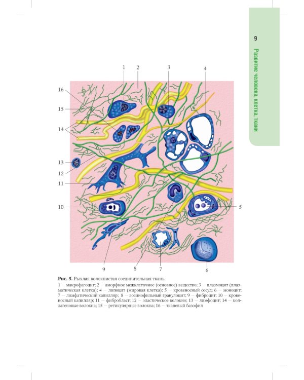 Анатомия человека: атлас: Учебное пособие