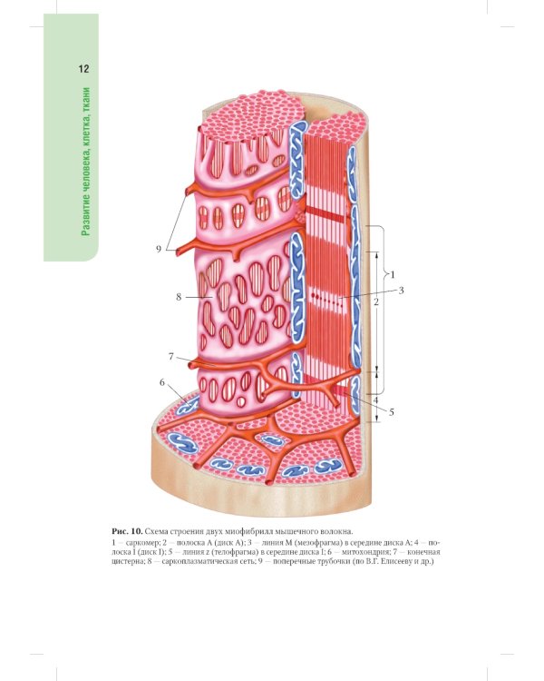 Анатомия человека: атлас: Учебное пособие