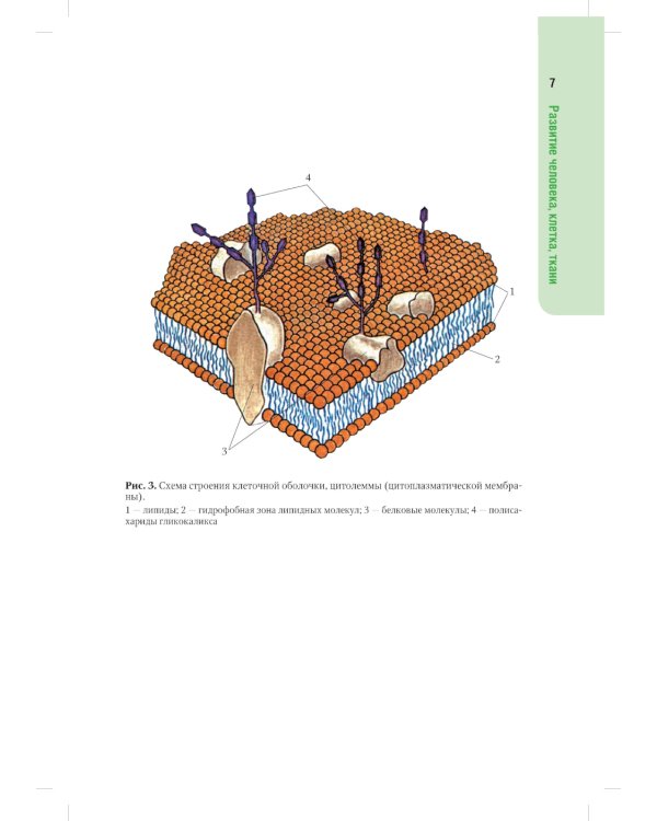 Анатомия человека: атлас: Учебное пособие