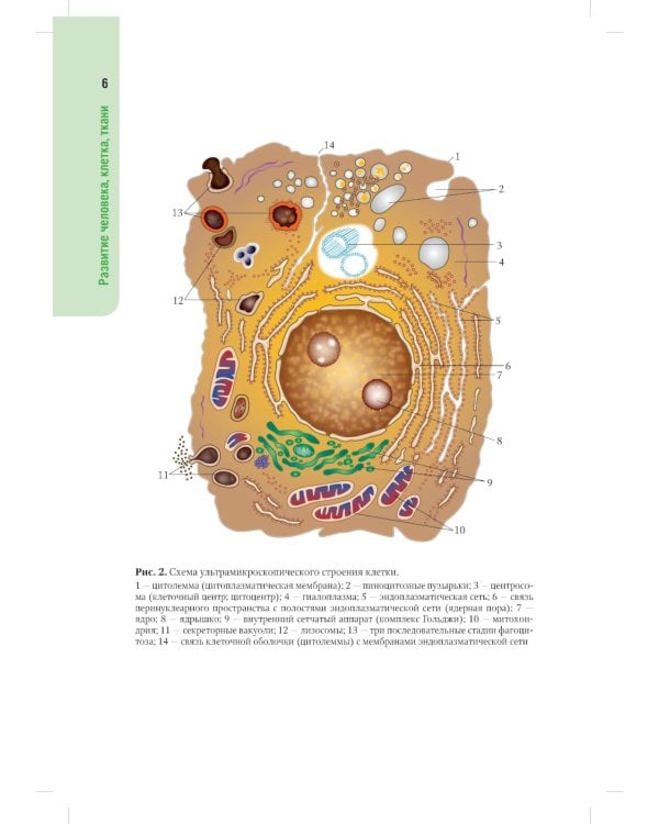 Анатомия человека: атлас: Учебное пособие