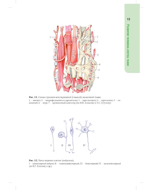 Анатомия человека: атлас: Учебное пособие