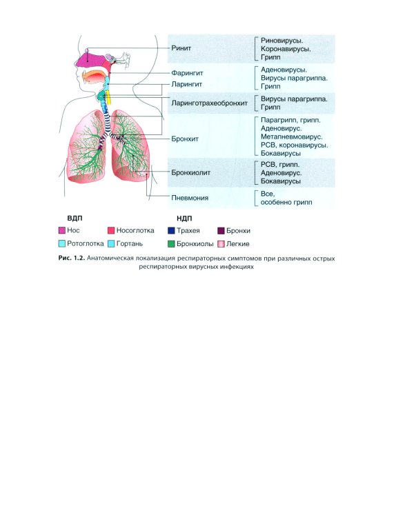 Грипп и ОРВИ в XXI веке: руководство для врачей